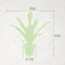 Kamerplant - Guzmania Tala single