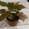 Kamerplant Hypoestes rood
