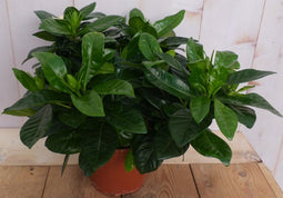 Kamerplant Kaapse Jasmijn Gardenia
