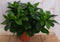 Kamerplant Kaapse Jasmijn Gardenia