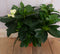 Kamerplant Kaapse Jasmijn Gardenia