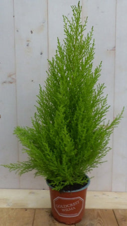 Kamerplant Kamerconifeer Cupressaceae