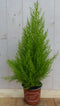 Kamerplant Kamerconifeer Cupressaceae