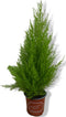 Kamerplant Kamerconifeer Cupressaceae