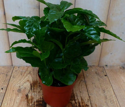 Kamerplant Koffieplant arabica