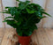 Kamerplant Koffieplant arabica
