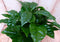 Kamerplant Koffieplant arabica