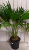 Kamerplant Livistona Australis Waaierpalm 80 cm