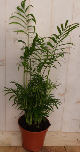 Kamerplant Mexicaanse Dwergpalm Chamaedorea