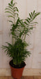 Kamerplant Mexicaanse Dwergpalm Chamaedorea