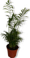 Kamerplant Mexicaanse Dwergpalm Chamaedorea