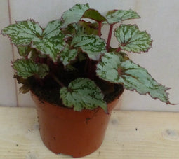 Kamerplant Mini blad Begonia Grijs Begoniaceae