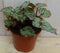 Kamerplant Mini blad Begonia Grijs Begoniaceae