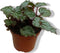 Kamerplant Mini blad Begonia Grijs Begoniaceae
