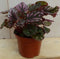 Kamerplant Mini blad Begonia Rood Begoniaceae