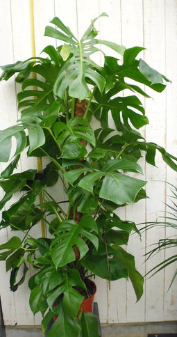 Kamerplant Monstera deliciosa 120 cm