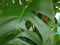 Kamerplant Monstera deliciosa 120 cm
