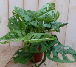 Kamerplant Monstera Mini Gaten