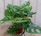 Kamerplant Monstera Mini Gaten