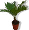 Kamerplant Palmvaren Cycas