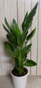 Kamerplant Paradijsvogelbloem Strelitzia 100 cm