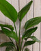 Kamerplant Paradijsvogelbloem Strelitzia 100 cm