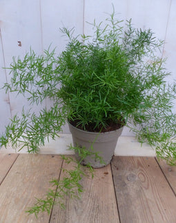 Kamerplant Sierasperge Asparagus