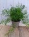 Kamerplant Sierasperge Asparagus