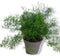 Kamerplant Sierasperge Asparagus