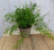 Kamerplant Sierasperge Asparagus