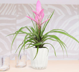 Kamerplant - Tillandsia Antonio double
