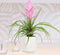 Kamerplant - Tillandsia Antonio double