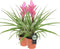 Kamerplant - Tillandsia Antonio double