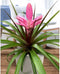 Kamerplant - Tillandsia Antonio double