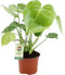 Kamerplant van Botanicly – Gatenplant – Hoogte: 40 cm – Monstera Deliciosa