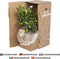 Kamerplant van Botanicly – Gatenplant – Hoogte: 40 cm – Monstera Deliciosa