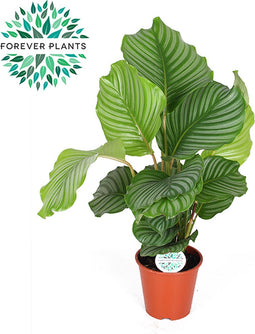 Kamerplant van Botanicly – Marantaceae – Hoogte: 60 cm – Calathea orbifolia