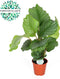 Kamerplant van Botanicly – Marantaceae – Hoogte: 60 cm – Calathea orbifolia