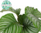 Kamerplant van Botanicly – Marantaceae – Hoogte: 60 cm – Calathea orbifolia