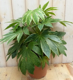 Kamerplant Vingerplant Bont 60 cm