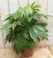 Kamerplant Vingerplant Bont 60 cm