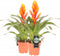 Kamerplant - Vriesea Intenso Orange double