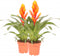 Kamerplant - Vriesea Intenso Orange double