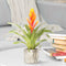 Kamerplant - Vriesea Intenso Orange single
