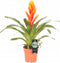Kamerplant - Vriesea Intenso Orange single
