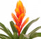 Kamerplant - Vriesea Intenso Orange single