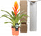 Kamerplant - Vriesea Intenso Orange single