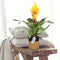 Kamerplant - Vriesea Intenso Yellow double