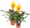 Kamerplant - Vriesea Intenso Yellow double