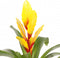 Kamerplant - Vriesea Intenso Yellow double